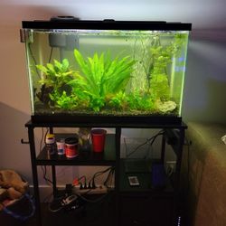 20 GALLON TANK & STAND! EVERYTHING INCLUDED!