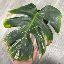 Monstera Albo Cutting
