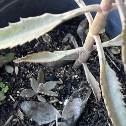 Kalanchoe/mala madre