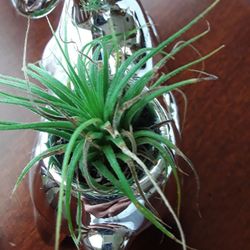 Deer  Plant Indoor/outdoor In Weeki Wachee Spring Hill