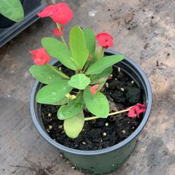  Crown of Thorns, Euphorbia milii, Madagascar Christ Thorn