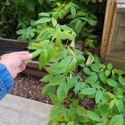 Ever bearing raspberry plants