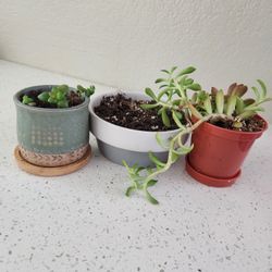 Two Succulent Planters 