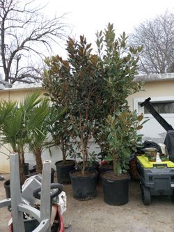 Magnolias .. Little Gem...And Claudia