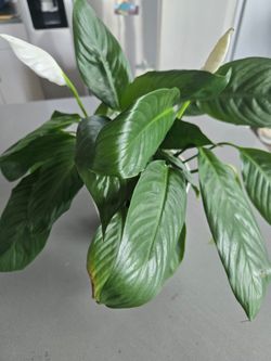 Peace Lily