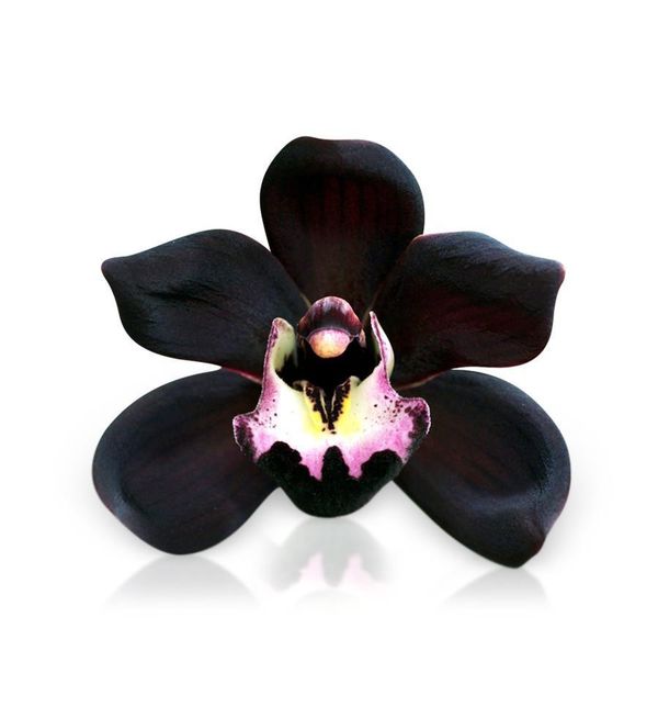 Frilly Dorris Black Orchid for Sale in Homestead, FL OfferUp