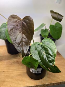 Anthurium Queen of Hearts