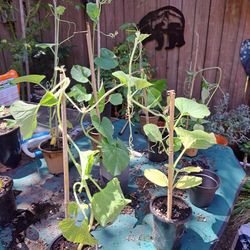Free Plants: Birdhouse Gourd and Sweetgrass. 
