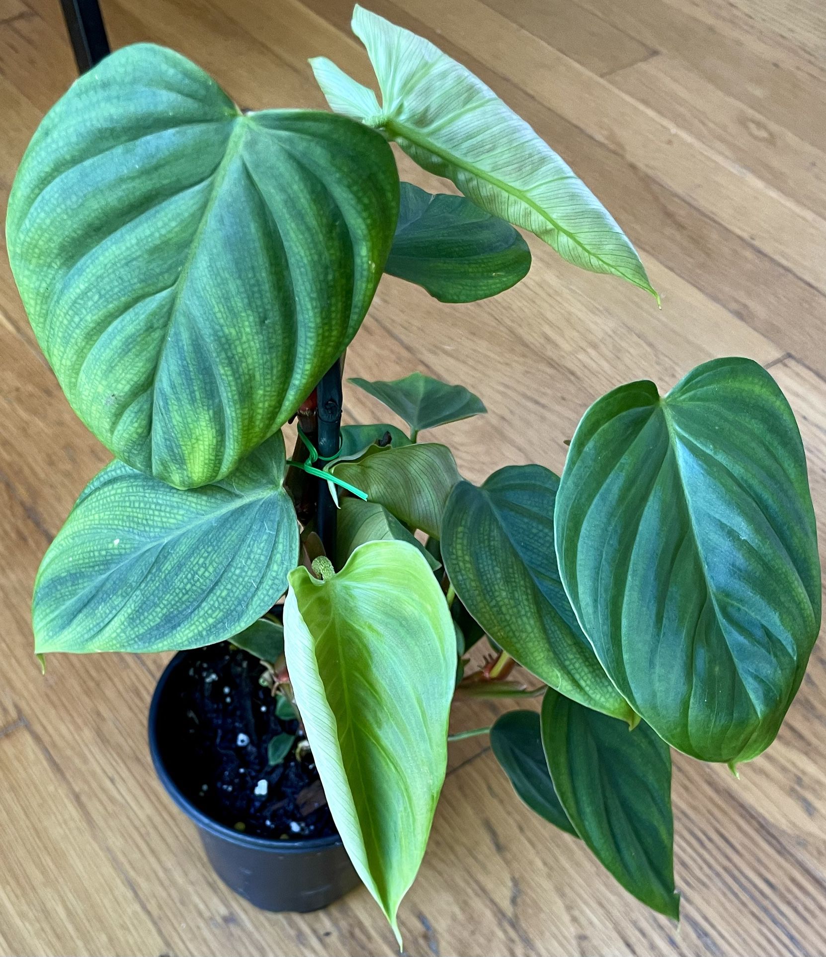 Rare Philodendron Nanaritense Plant  / Free Delivery Available 