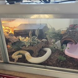 Reptile enclosure
