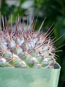 4” Mammillaria-Tesopacensis Rubriflora SQ $11.99 ❤️🤍💚