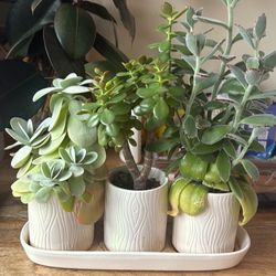 Healthy Succulent Trio - Pots And Tray Included 