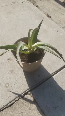 Salivila Mexicana