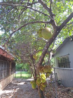 Jackfruit - $1.00 per pound