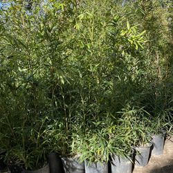 5 Gallon Size- Bamboo Plants- Approximately 4-6 Feet Tall 