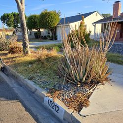 Affordable Gardening