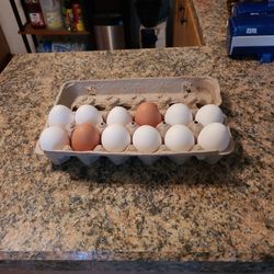 Fresh Eggs 