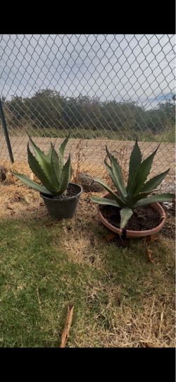 Potted Agave Plants – Set of Two