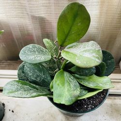 Hoya Obovata Splash Plant
