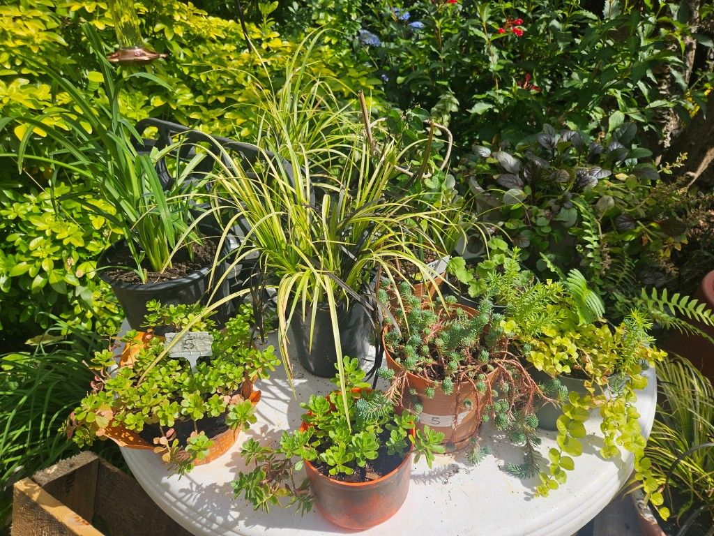 Potted plants and containers