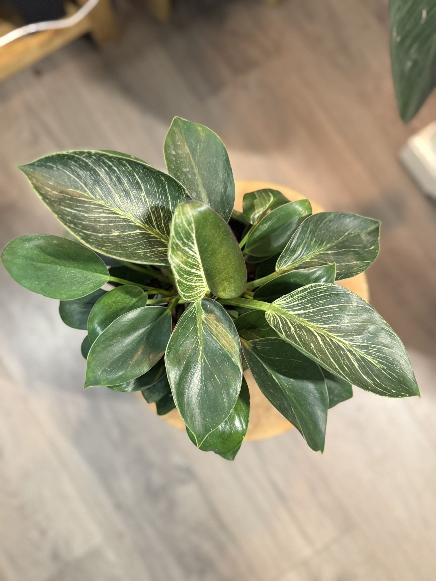 Gorgeous, Lush Philodendron Birkin In Ceramic 7” Pot