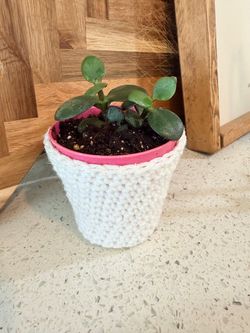 Jade Plant in Crochet-Covered Pot