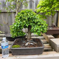 SHOHIN KOREAN HORNBEAM BONSAI TREE SPECIMEN