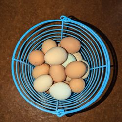 Backyard Chicken Eggs