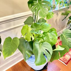 Large Monstera Plant For Sale