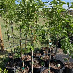 Fuyu Persimmon Tree With Flower (5-6 Ft Tall)