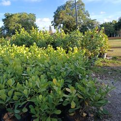 Clusia hedges huge sale now as low as $4.50