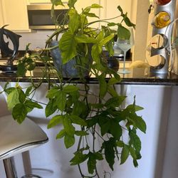 Large Plant