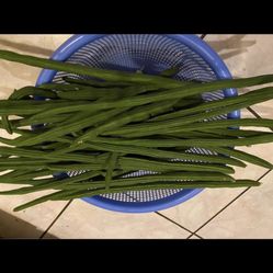 Moringga Drumsticks $.50 EACH