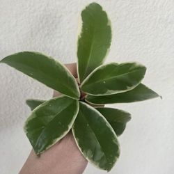 Hoya Carnosa Krimson Queen Plant Cuttings