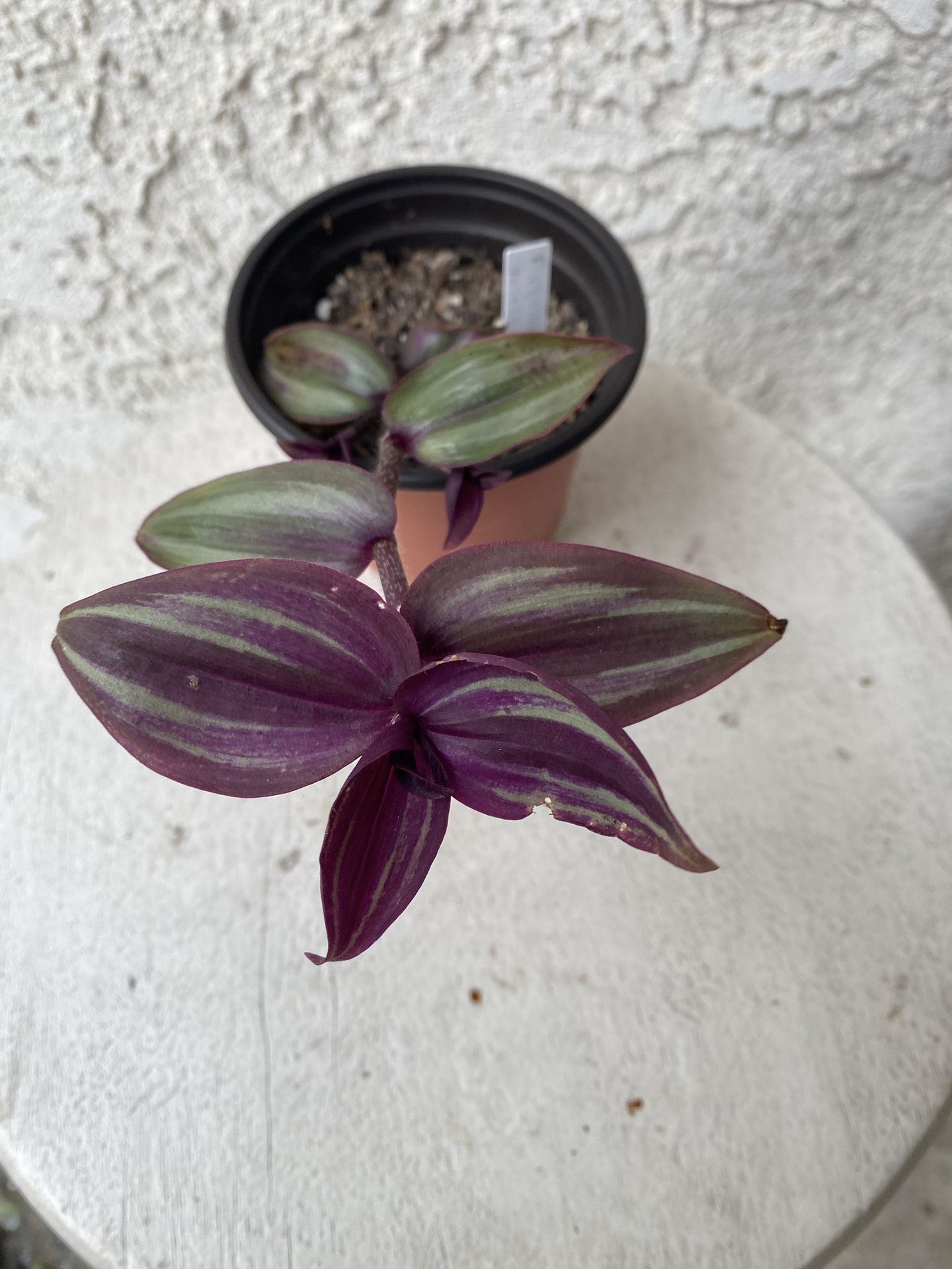 4 Inch Pot Succulent Plant- Tradescantia Zebrina Violet - Wandering Dude - Live Succulent - Rooted & Established - Drought Resistant - 🪴