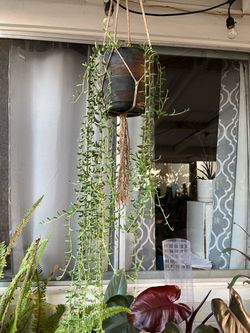 String of bananas Hanging Succulent Plant