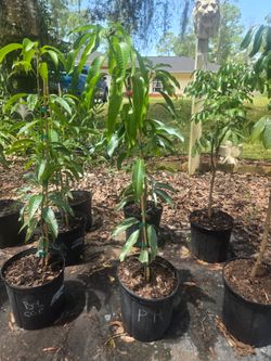 Grafted mango trees