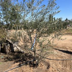 Fruitless Olive Trees For Sale 