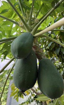 Papaya tree