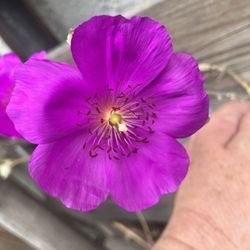 Pink Rock purslane  Or Calandrinia Plant