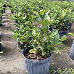 suspensum (sandankwa) viburnum 3 gallon - ready to deliver