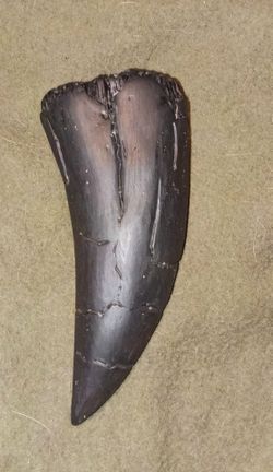 T-Rex tooth
