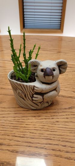 Thornless Cactus in cute koala pot