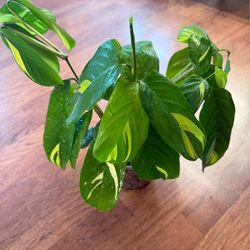 Golden mosaic / ctenanthe lubersiana plant