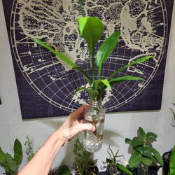 Japanese Bamboo Plants.  $5 Each