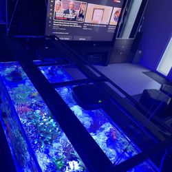 AI And Strip Coral Lights