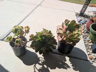 Aeonium succulents