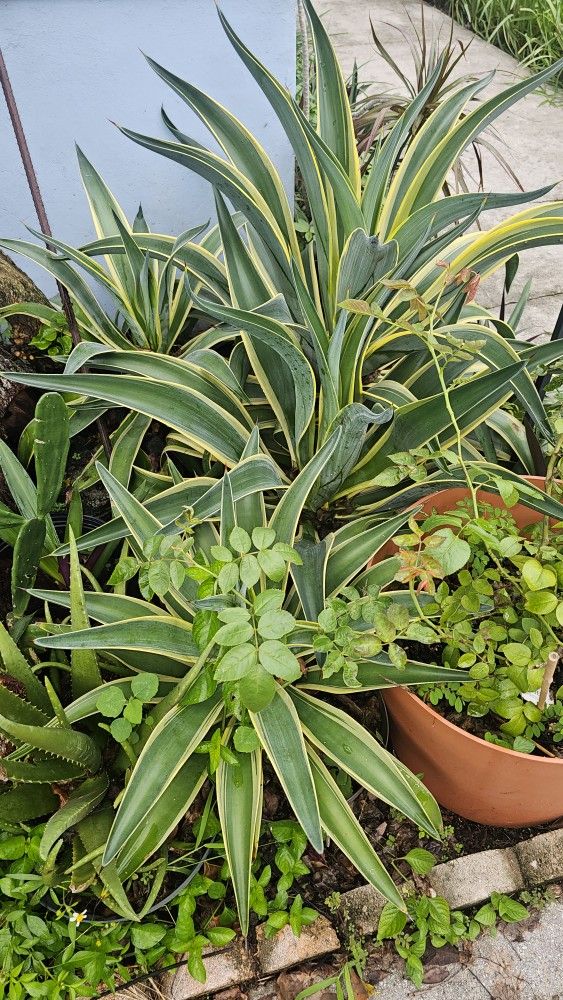 Variegated Agave Desmettiana