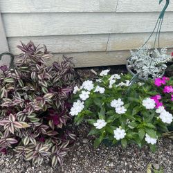Hanging Basket Plants/ Plantas De Canasta