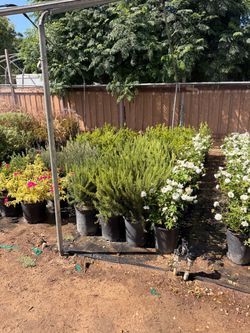 Rosemary bushes 5 gal